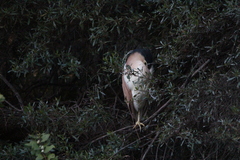 Nycticorax caledonicus