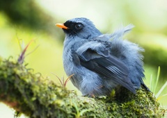 Black-Faced Solitaire photo 2