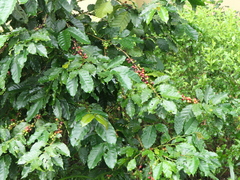 Coffea canephora