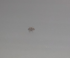 Clogmia albipunctata