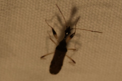 Myodocha serripes