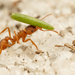 Northern Fungus-farming Ant - Photo (c) Max McCarthy, some rights reserved (CC BY-NC), uploaded by Max McCarthy