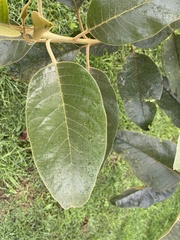 Citharexylum subflavescens