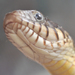 Copperbelly Water Snake - Photo (c) Josh Henderson, some rights reserved (CC BY-SA)