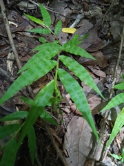 Cyphochlaena madagascariensis image