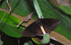 Lygniodes endoleucus