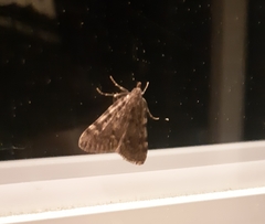 Aglossa pinguinalis