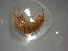 Arcitalitrus sylvaticus