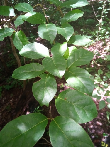 Coffea bissetiae