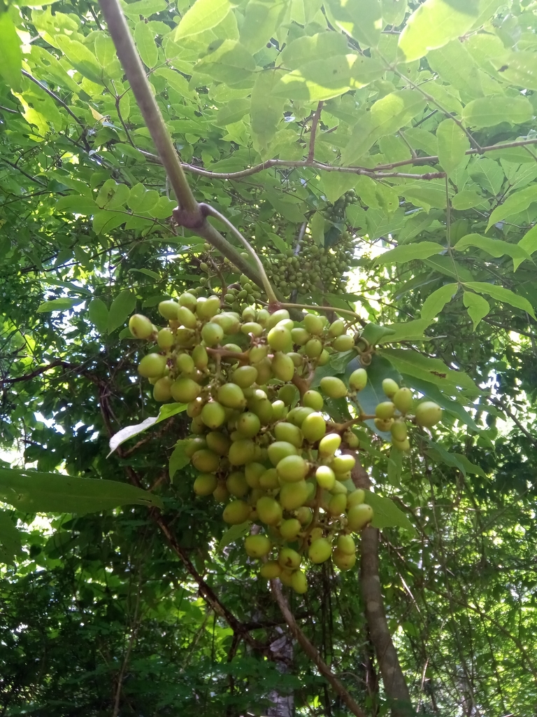 Cissus rhodotricha