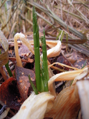 Cicuta virosa