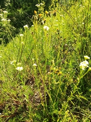 Pilosella piloselliflora