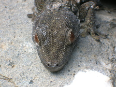 Tarentola gomerensis