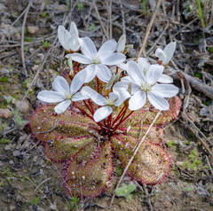 Drosera monantha