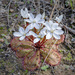 Drosera monantha - Photo (c) vr_vr, algunos derechos reservados (CC BY-NC)