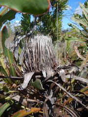 Protea longifolia