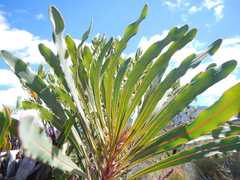 Protea longifolia