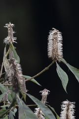Leucosceptrum canum