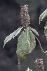 Leucosceptrum canum