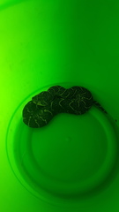 Bitis arietans arietans