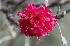 Rhododendron arboreum
