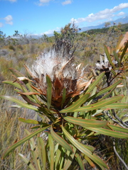 Protea longifolia