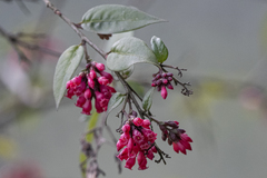Cestrum elegans