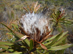Protea longifolia
