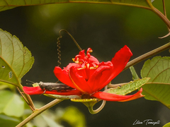 Passiflora tholozanii