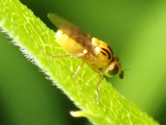 Thaumatomyia notata