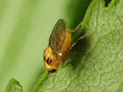 Thaumatomyia notata