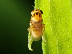 Thaumatomyia notata