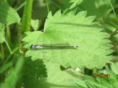 Coenagrion pulchellum