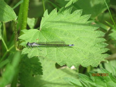 Coenagrion pulchellum