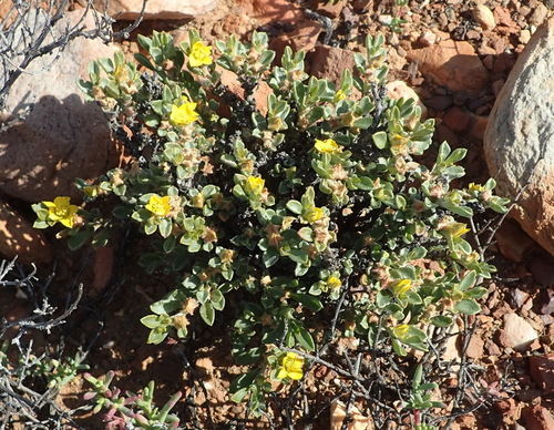 Image of Aizoon karooicum by (c) Nicola van Berkel, some rights reserved (CC BY-SA)
