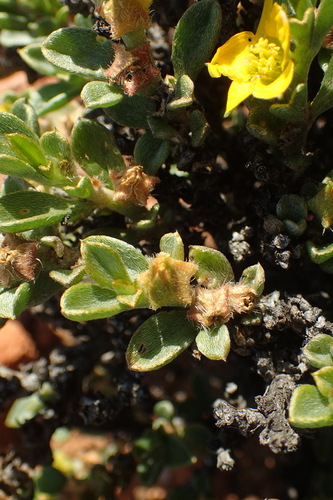 Image of Aizoon karooicum by (c) Nicola van Berkel, some rights reserved (CC BY-SA)