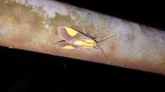Rhipha flavoplaga