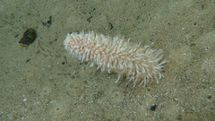 Veretillidae
