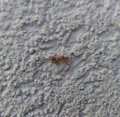 Insecta