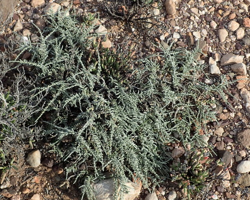 Image of Caroxylon tuberculatum by (c) Nicola van Berkel, some rights reserved (CC BY-SA)