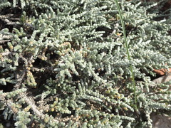 Caroxylon tuberculatum