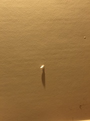 Chelepteryx chalepteryx