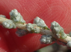 Caroxylon tuberculatum