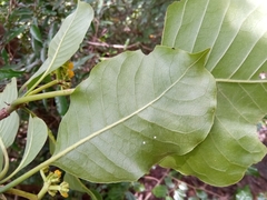Psychotria boenyana image