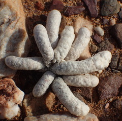 Anacampseros papyracea