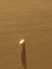 Chelepteryx chalepteryx