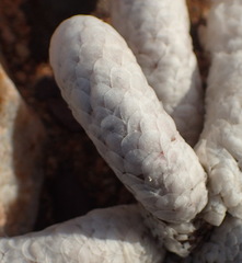 Anacampseros papyracea