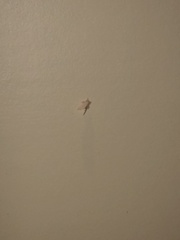 Chelepteryx chalepteryx