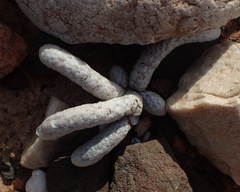 Anacampseros papyracea