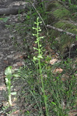 Platanthera chlorantha